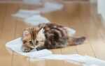 У кошки понос: причины и что делать